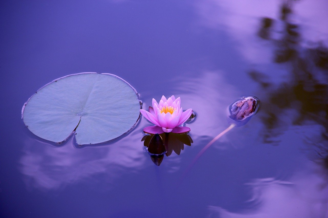 Lotus Flower Picture