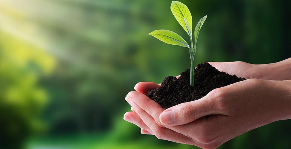Hands holding a sapling in soil.