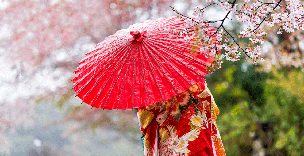 Red umbrella and Japanese cherry blossoms