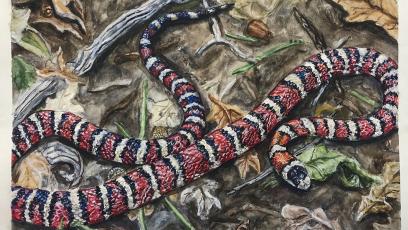 Richard Fiala "Living Coral Snake"