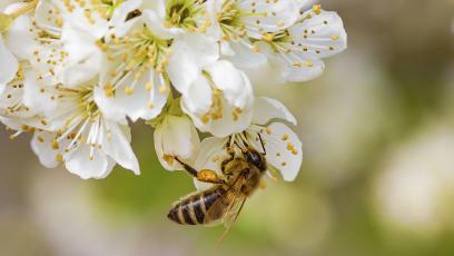 Bee on blossom