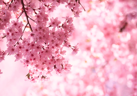 Japanese Cherry Blossoms