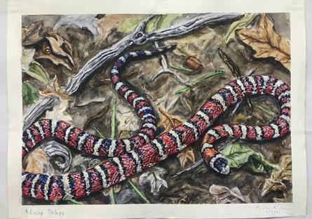 Richard Fiala "Living Coral Snake" Richard Fiala "Living Coral Snake"