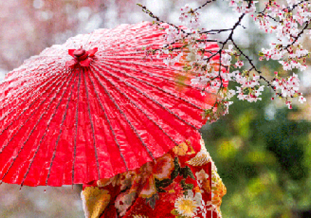 Red umbrella and Japanese cherry blossoms