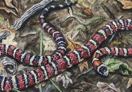 Richard Fiala "Living Coral Snake"