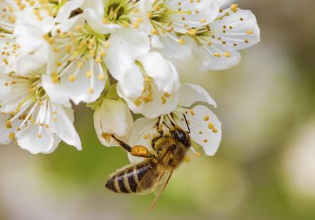 Bee on blossom