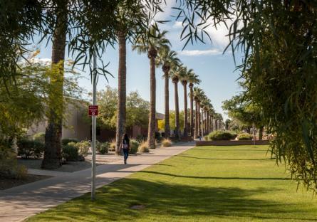 Palm trees lining the grass down the middle of the campus mall